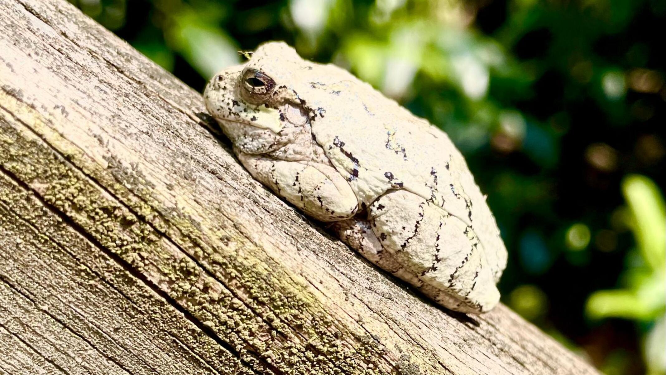 tree toad