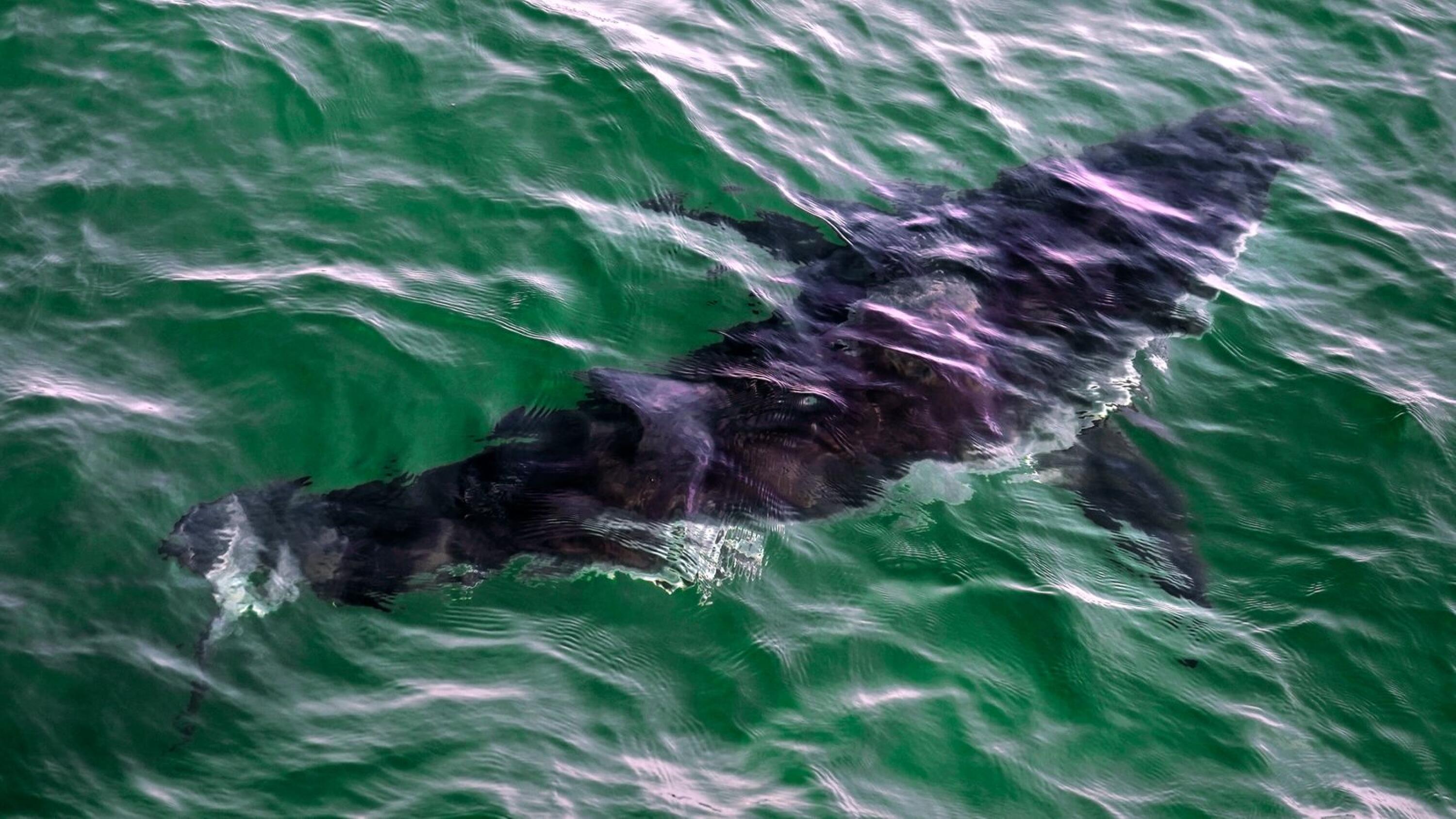 Shark barrier along Cape Cod was reportedly successful in stopping great  whites