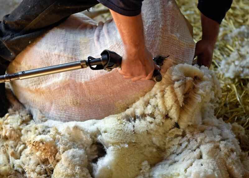 Collections Highlights – Sheep Shears – Rancho Los Cerritos
