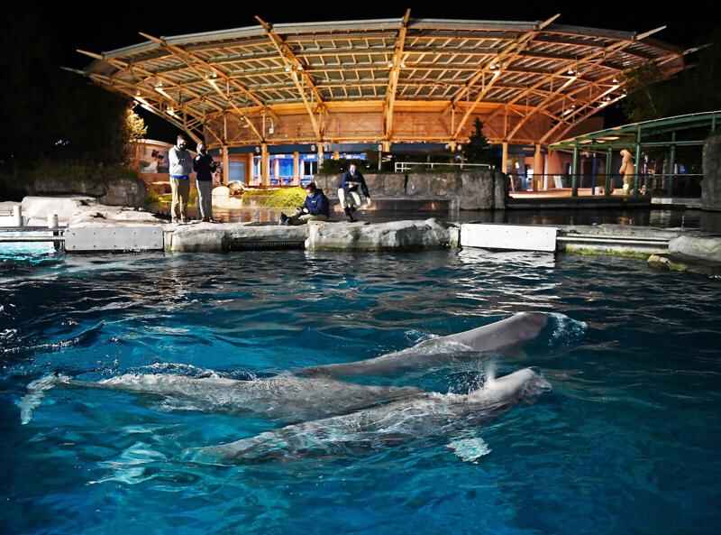 Whale transferred to U.S. aquarium from Marineland dies, no plans