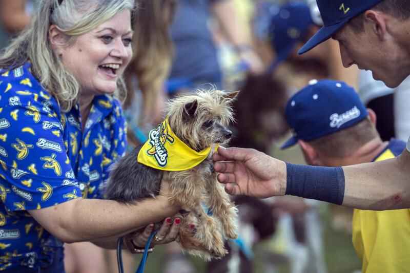 Bark in the Park draw Dodger fans and pets to the last week of play