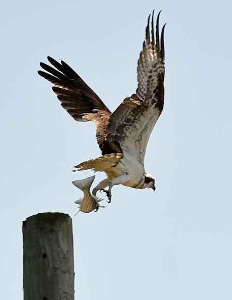 Osprey numbers on the rise; birds now found across state