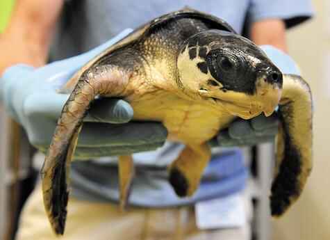 Rare turtle receives TLC at Mystic Aquarium
