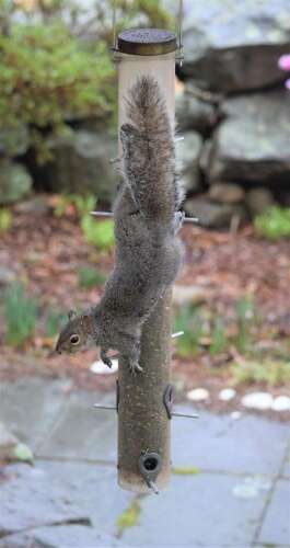 african pygmy squirrel