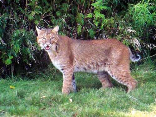 Bobcats help control deer population, Columnists