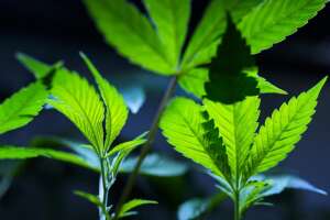 DOJ formally moves to reclassify marijuana as a less dangerous drug in historic shift