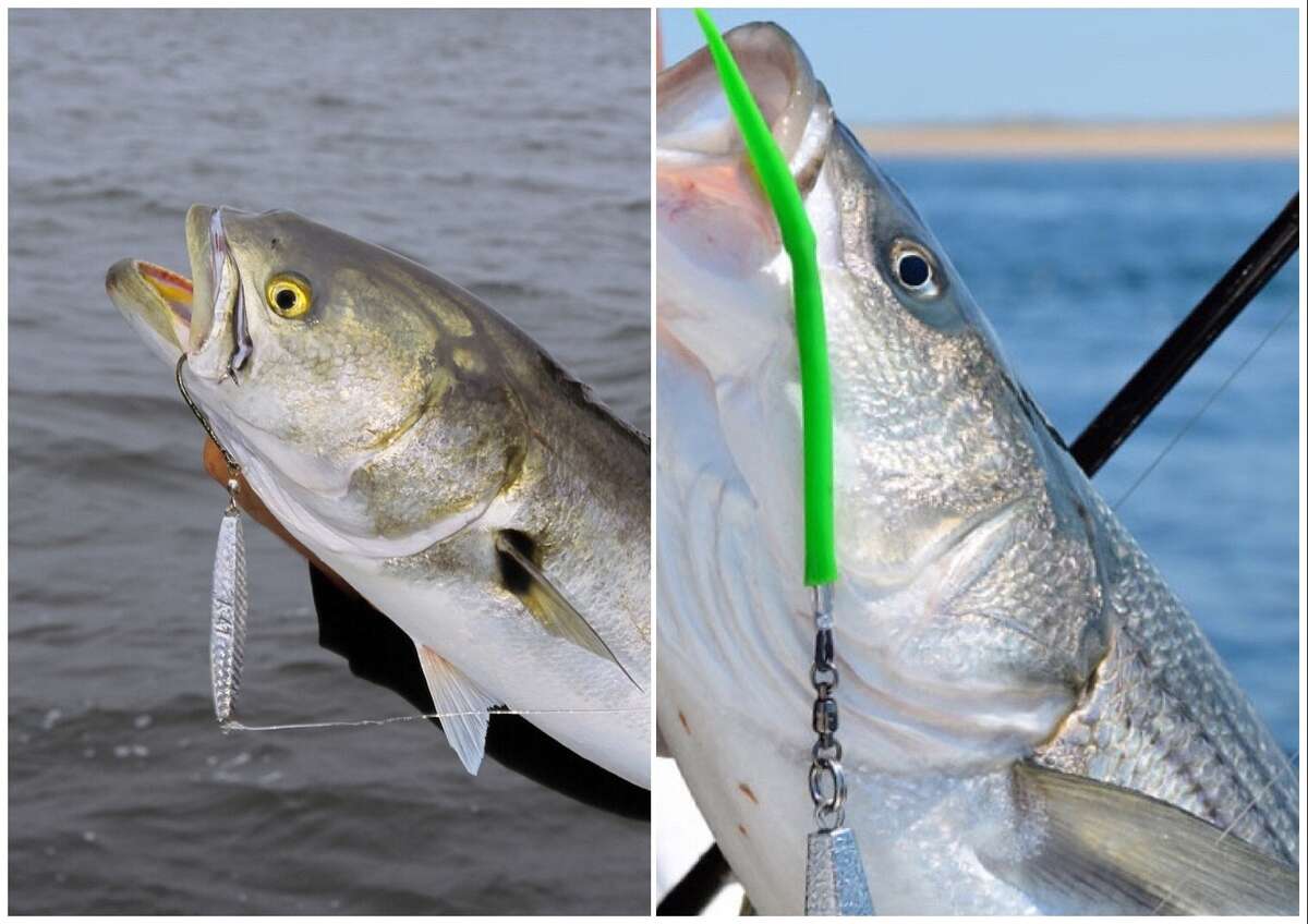 Yes, Jigging Catches Fish—And Lots of Them