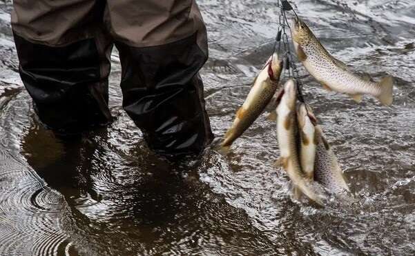 Trout Fishing in America in CT Sunday, April 14, 2024 - 7:00 pm