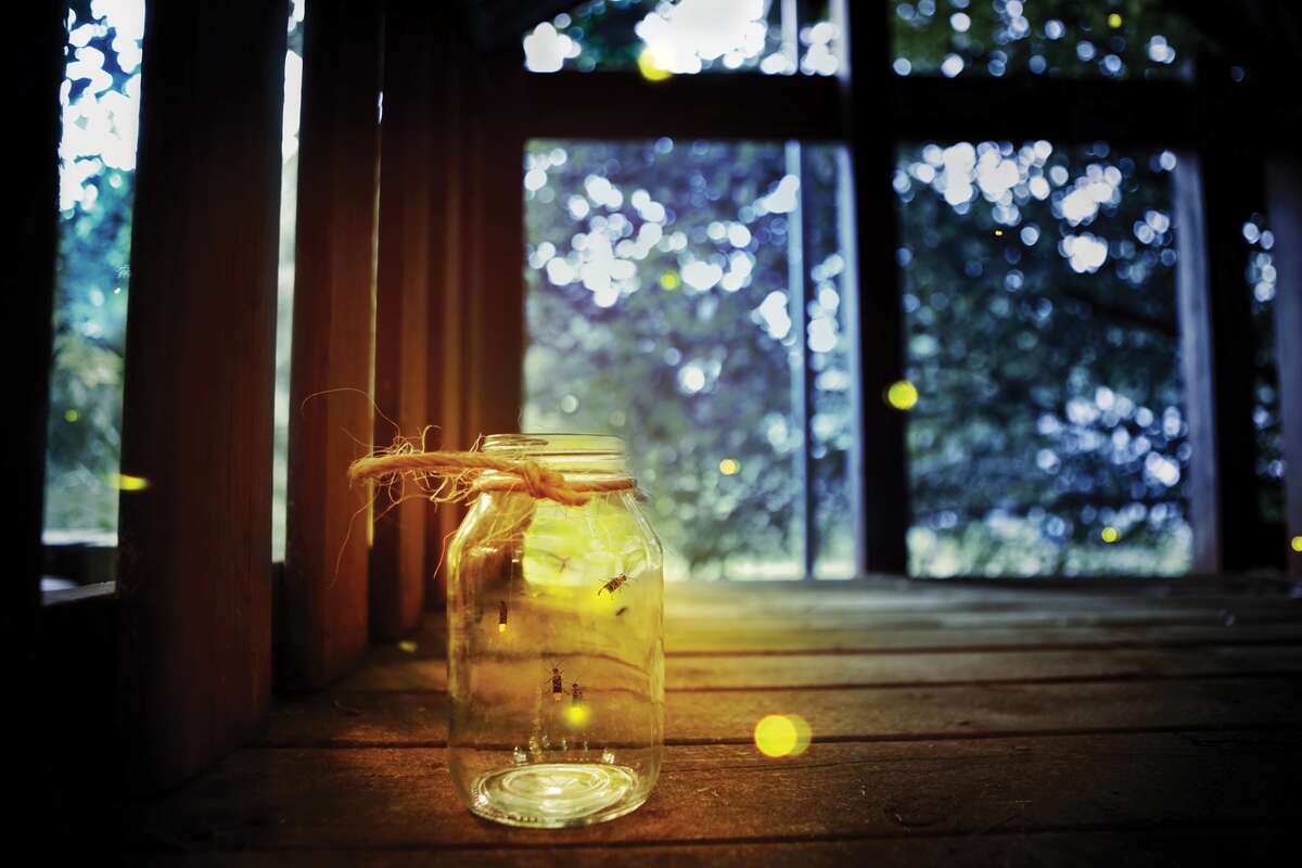 Fireflies in the Garden - Wikipedia