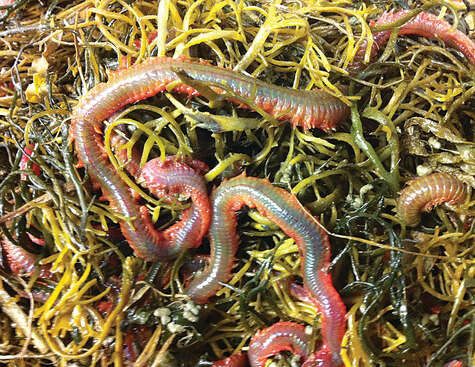Fishers are Caught Up in Maine's Sandworm Shortage