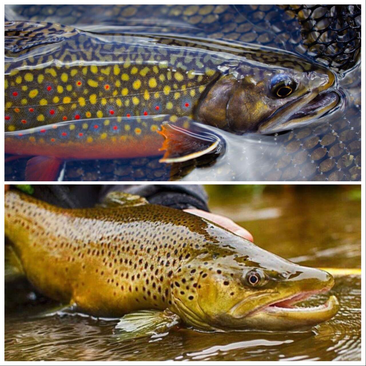 Fishing Wild Trout Management Areas