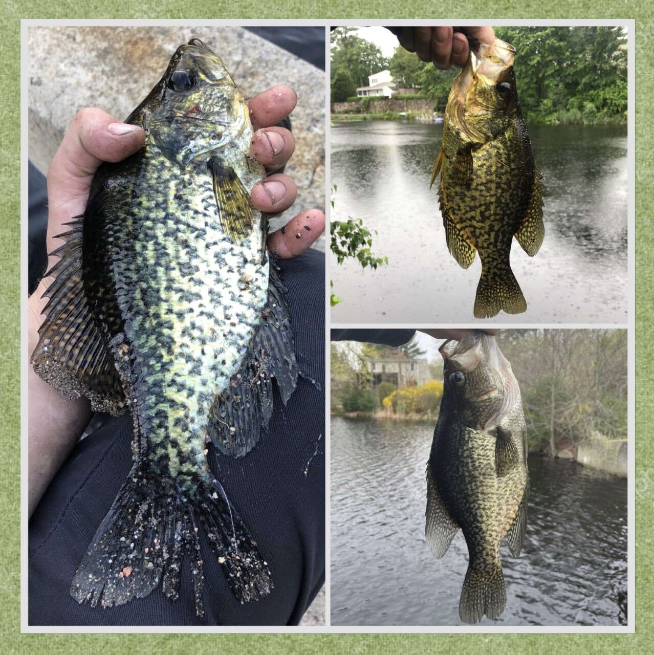 From Crappie and Trout To Striped Bass