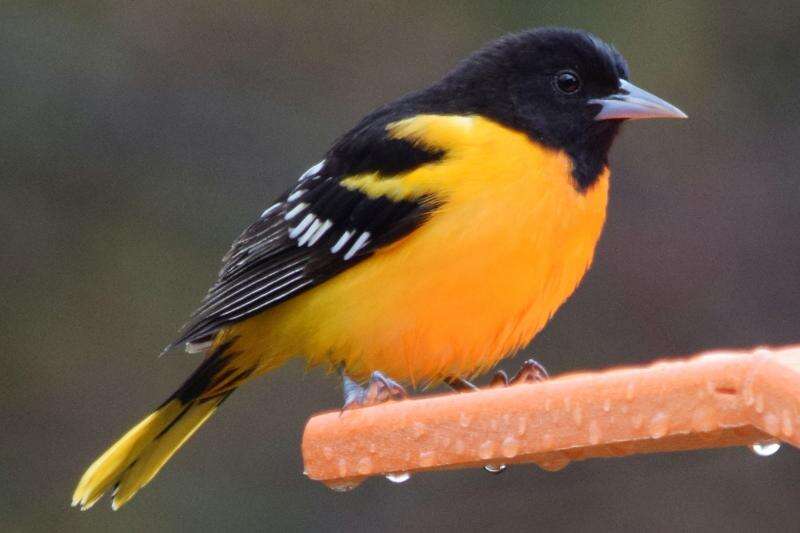 Nature Notes: Those amazing migratory birds