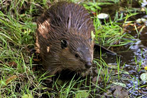 Beavers making comeback in Connecticut. Here’s why that matters.