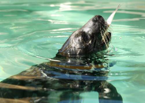 Aquarium prepares to release seal pup rescued in Bermuda - theday.com