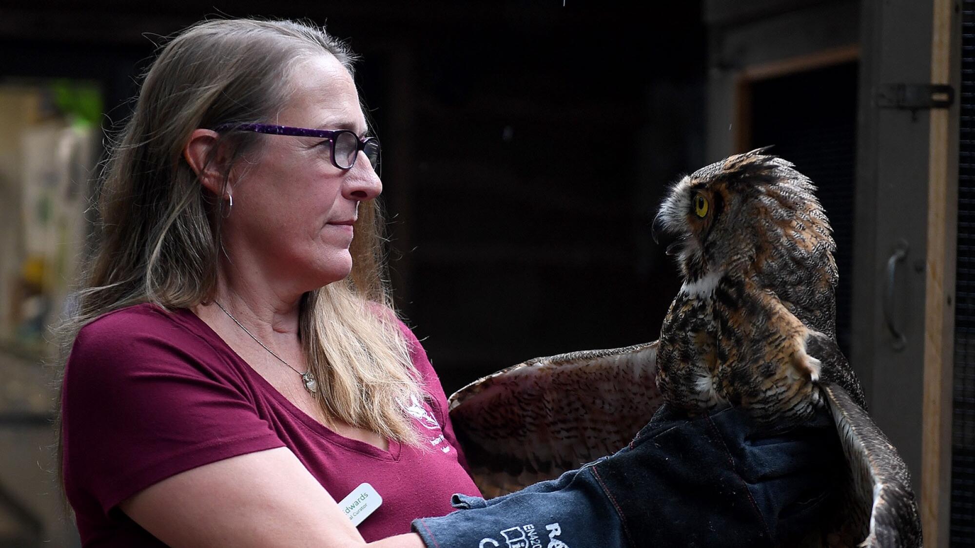 Owl recovering at nature center after run in with a skunk