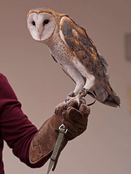 Freedom First Wildlife Rehab to start conservation project for endangered barn  owls