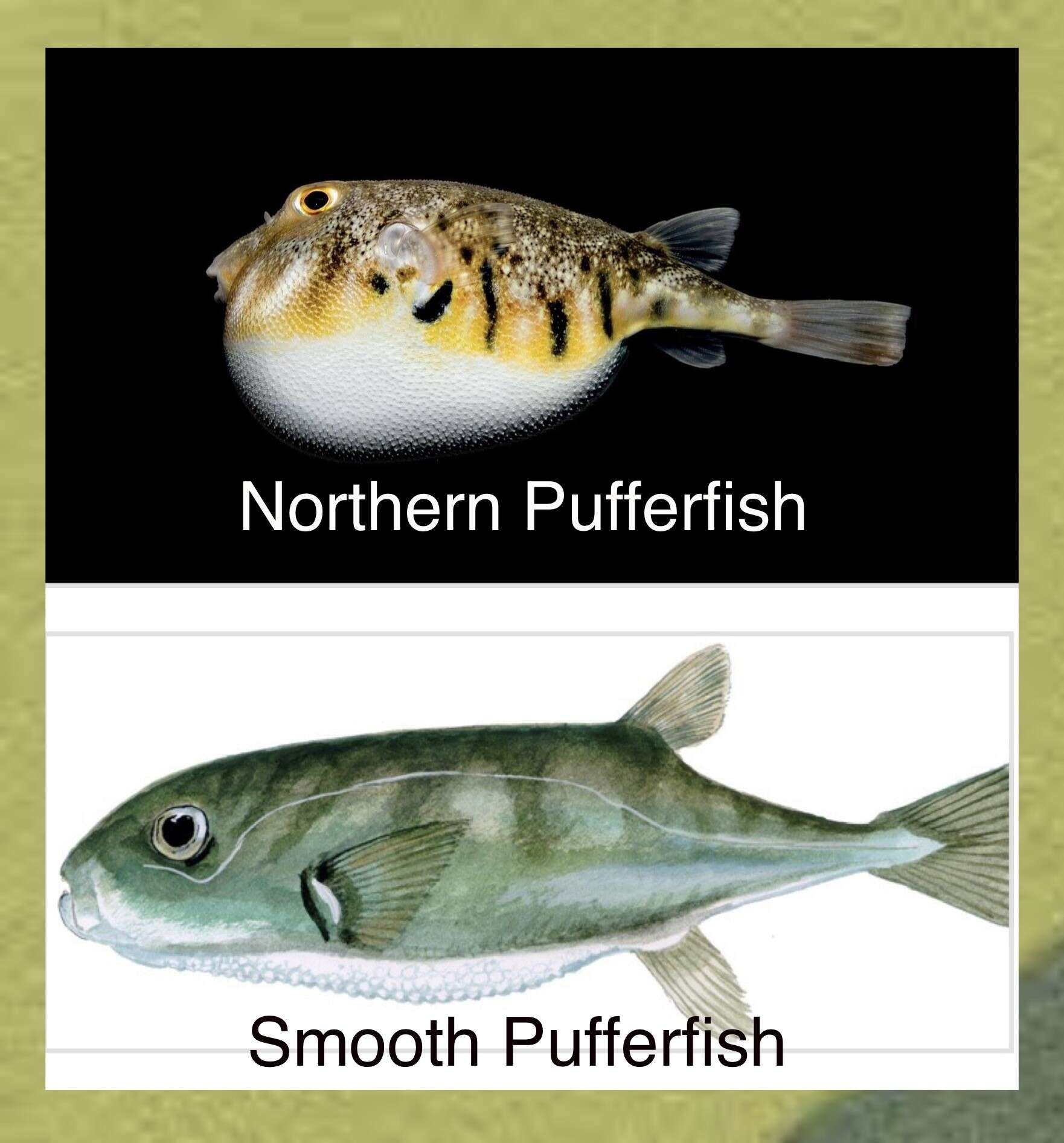 Time To Learn More About Puffer Fish