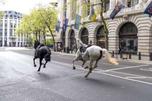 Rush hour chaos in London as military horses run amok after getting spooked during exercise