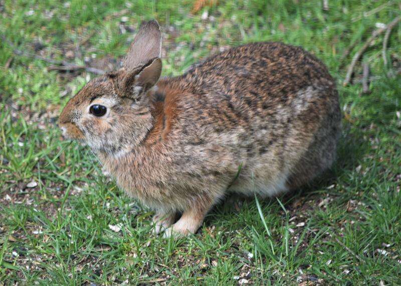Nature Notes: Rabbits live on more than a hop and a prayer