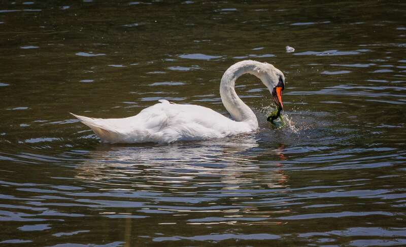 Snacks for swans in Connecticut River