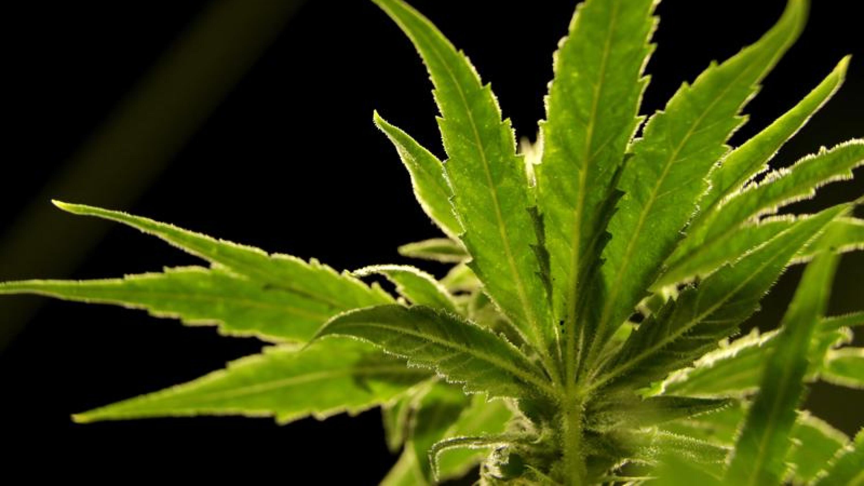 U.S. drug control agency will move to reclassify marijuana in a historic shift