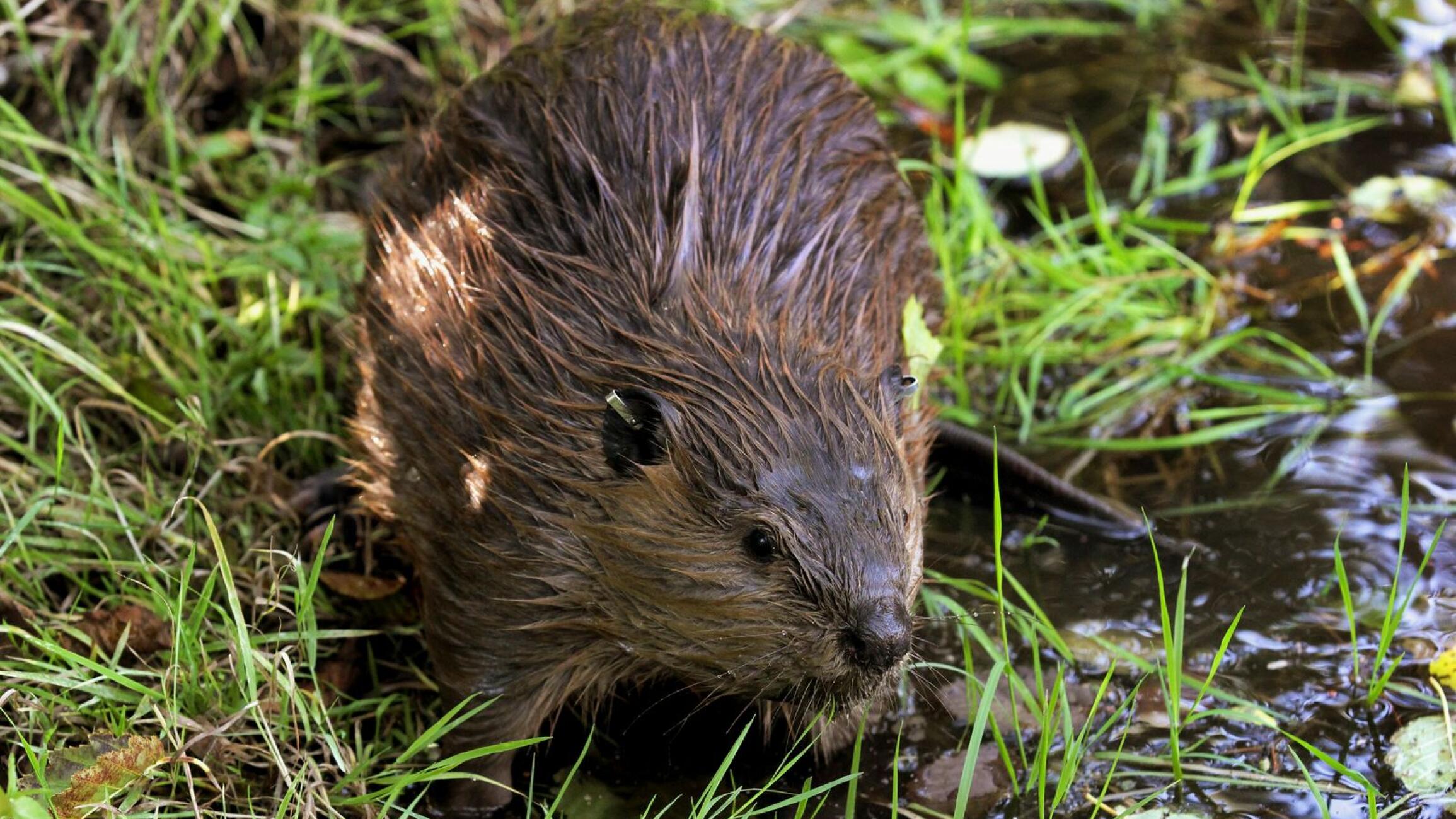 Beavers making comeback in Connecticut. Here's why that matters.